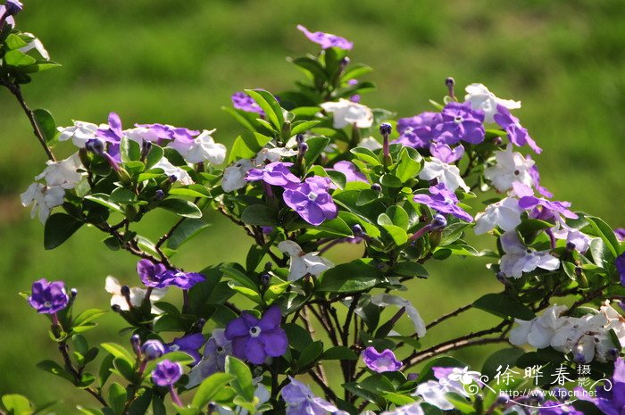 水仙花如何雕刻视频