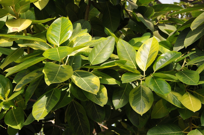 鲁冰花种植方法和时间