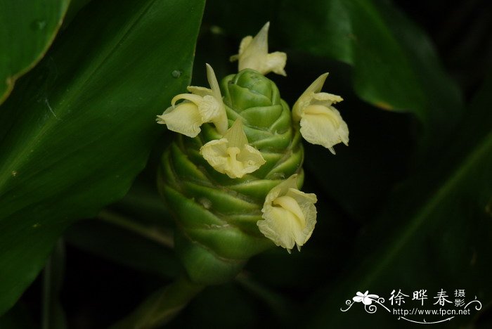 菊花开放时间