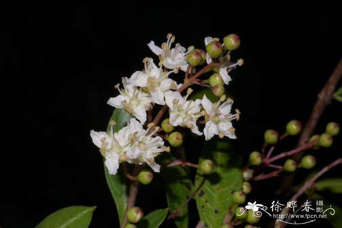 菊花花语