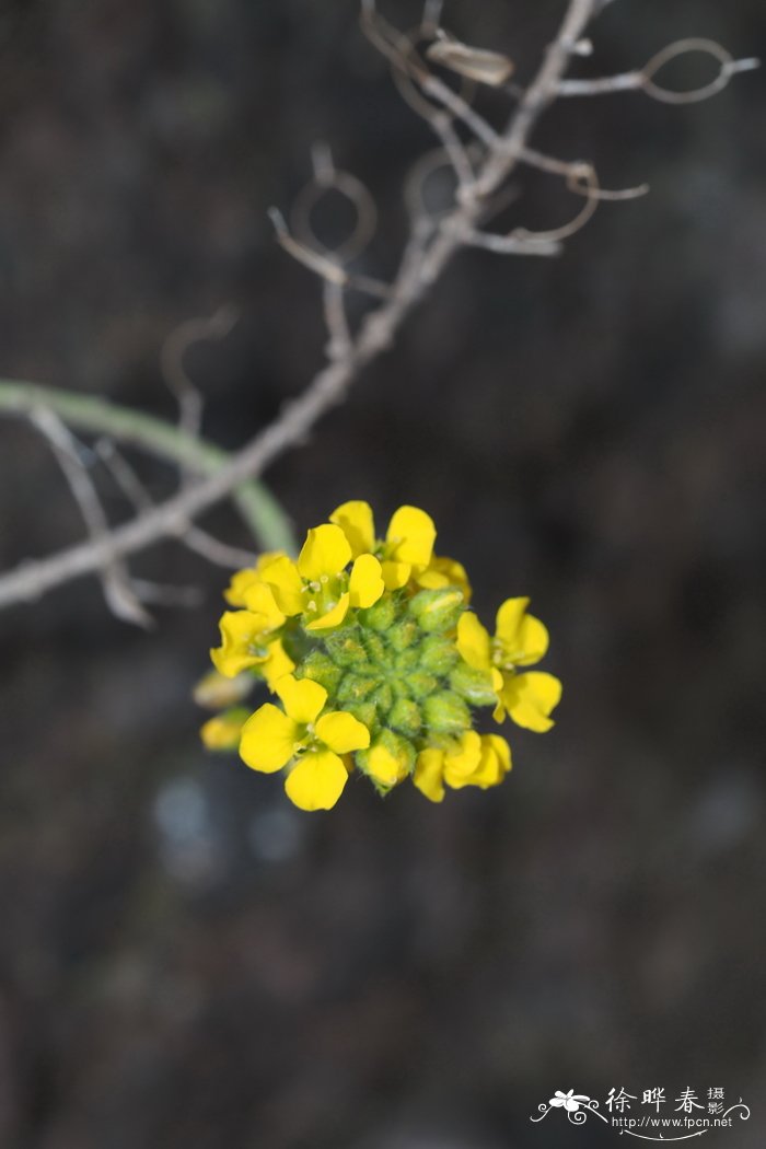 灯笼花图片