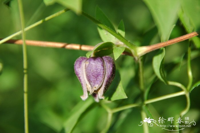 芍药花什么时候开