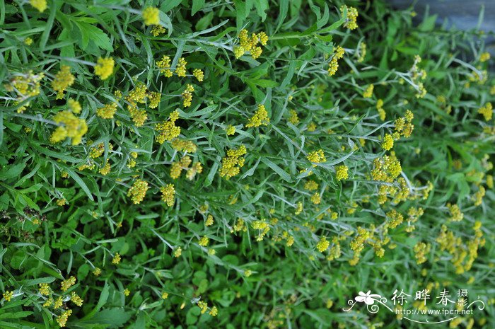 菊花的介绍