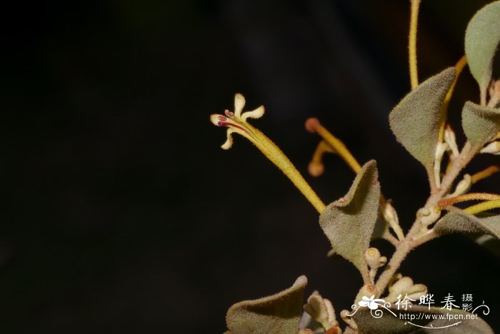 蚕豆种植时间和方法