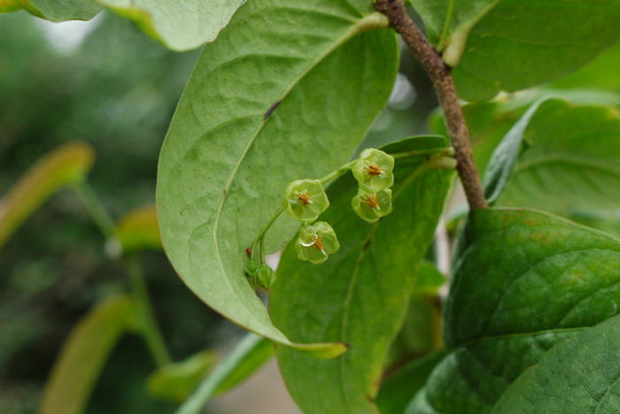 桂花种植