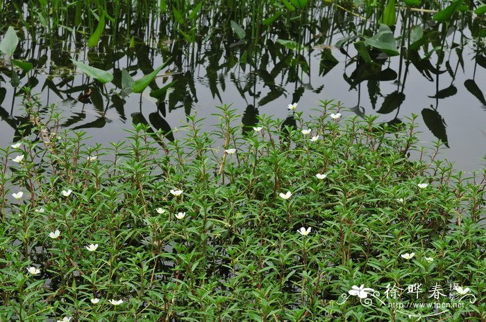 蕨类植物图片