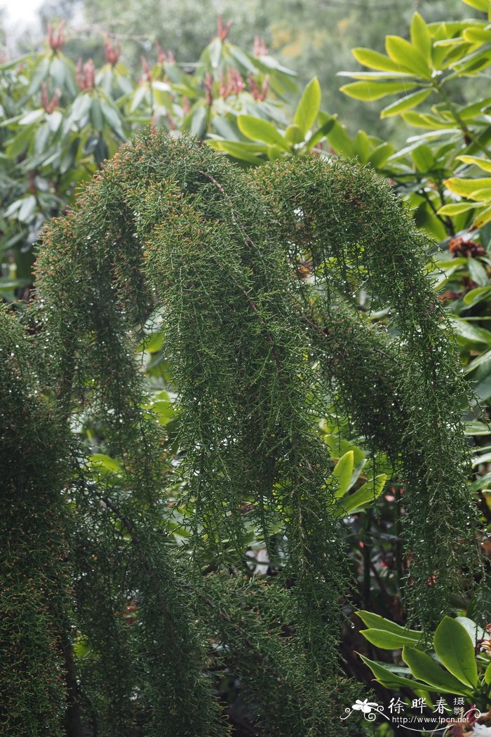 红花和藏红花的区别