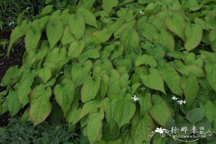 百合花开完花后植株如何处理