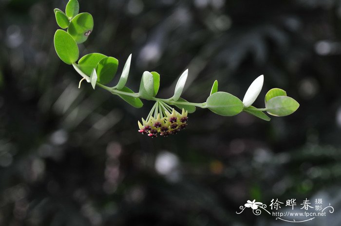 节节草的功效与作用