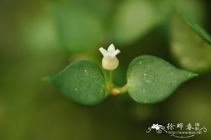 樱花花期