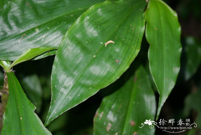 美人蕉的种植