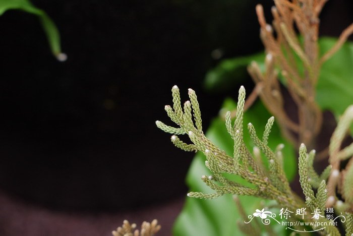 西葫芦种植方法和时间