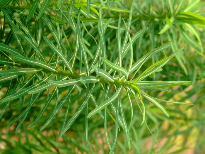 树莓种植