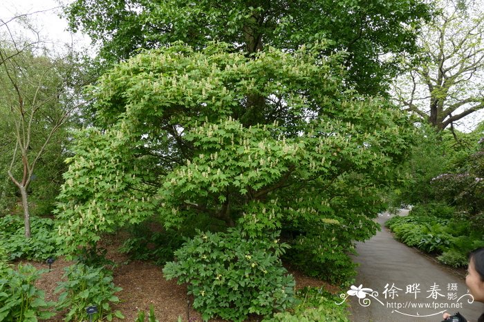 白花蛇舌草功效与作用