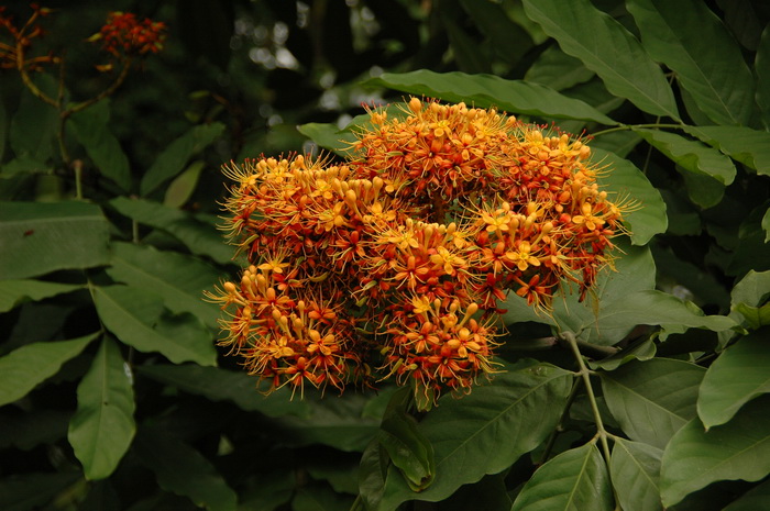 昙花什么时候开