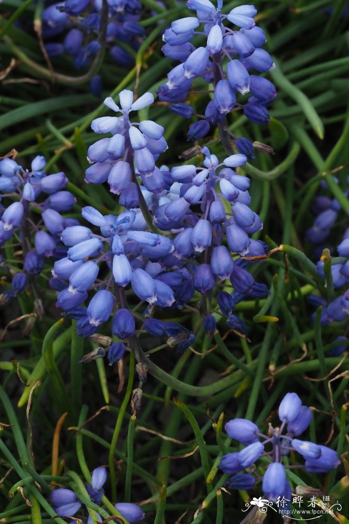 百合花的样子