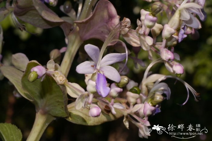 百合花花语和寓意是什么