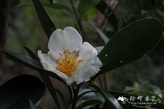 水芙蓉植物