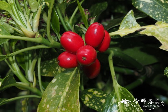 榴莲季节