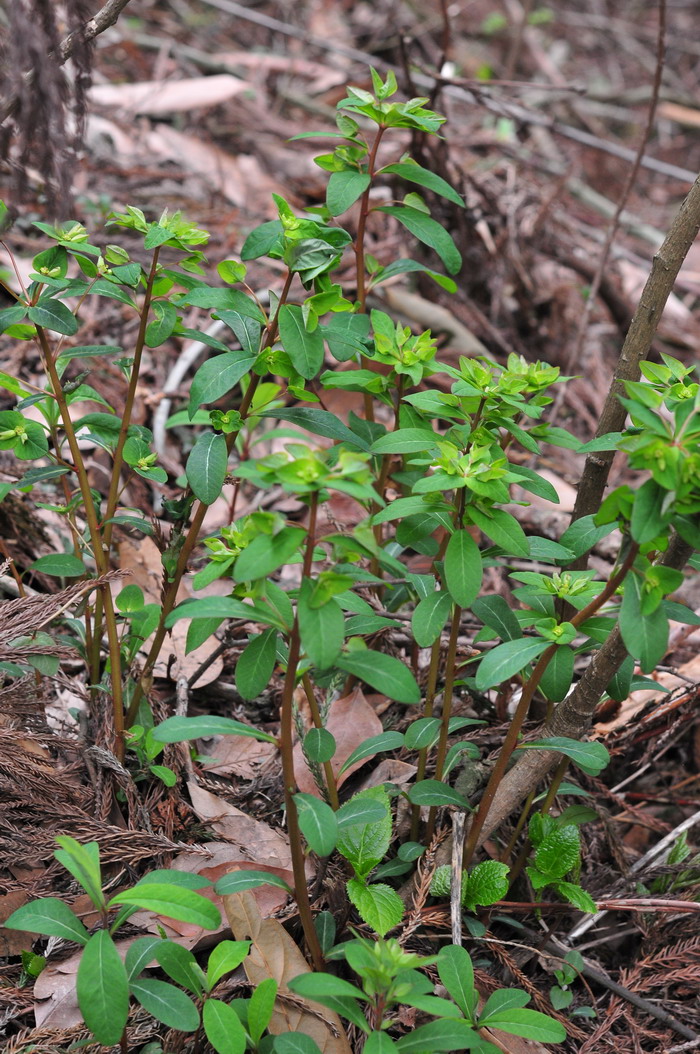 草本植物和木本植物