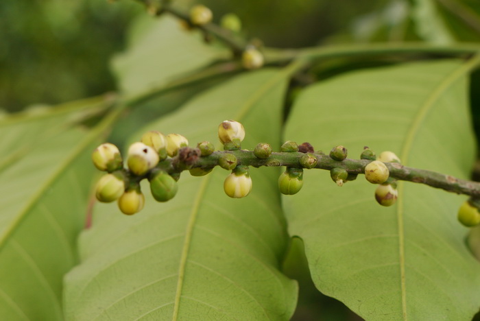 花毛茛花期