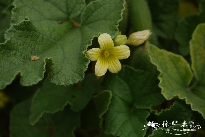 西安鲜花配送