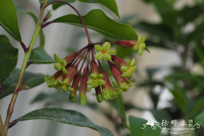 水性杨花泸沽湖几月开花