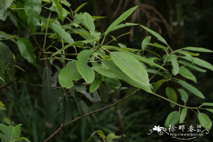 苹果拼盘