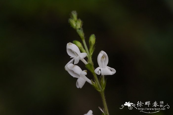 报春花