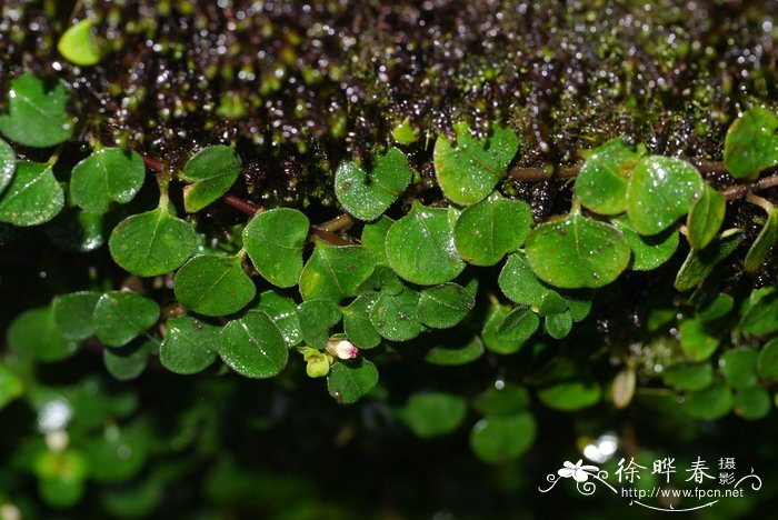 植物叶子边缘焦枯什么原因