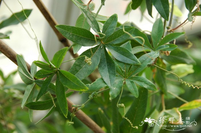 春天的植物图片