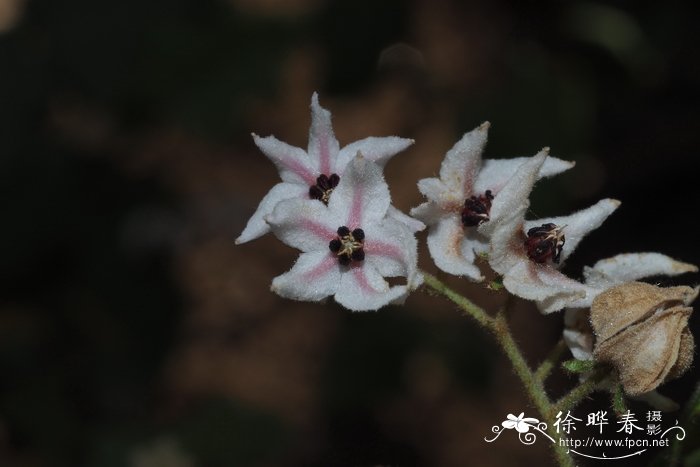 第一次送女孩子花送什么花