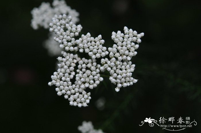 雪柳水培能养多久