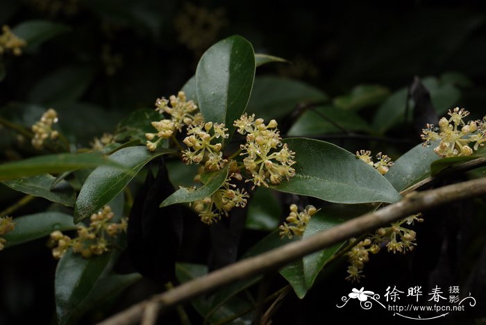 茶梅和茶花的区别