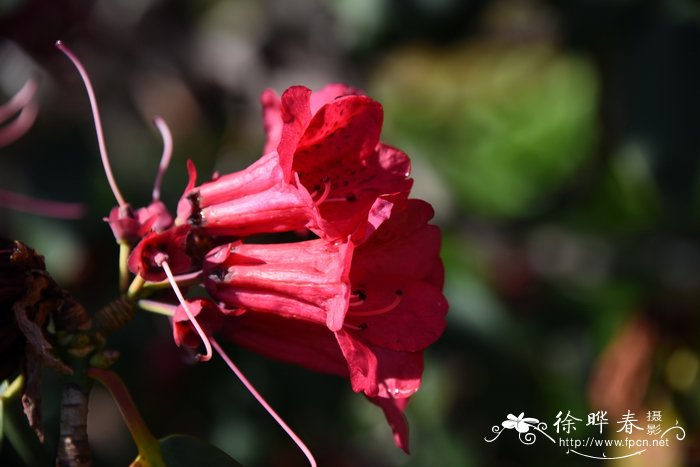 杜鹃花多少钱一株