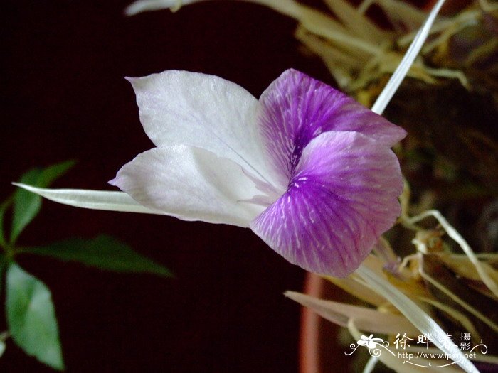 格桑花的寓意和花语