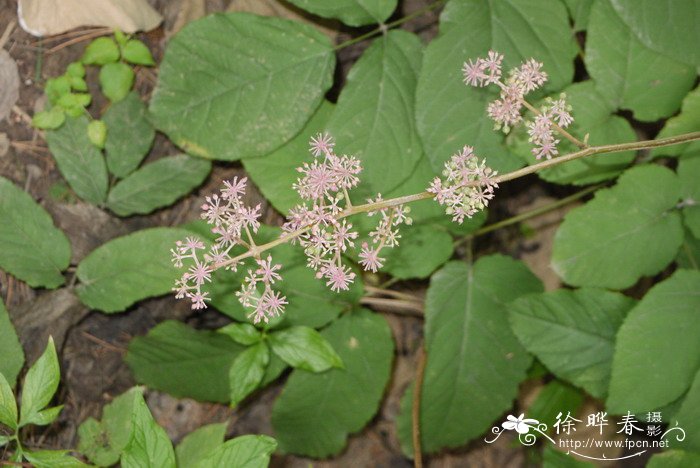 海棠花花语象征