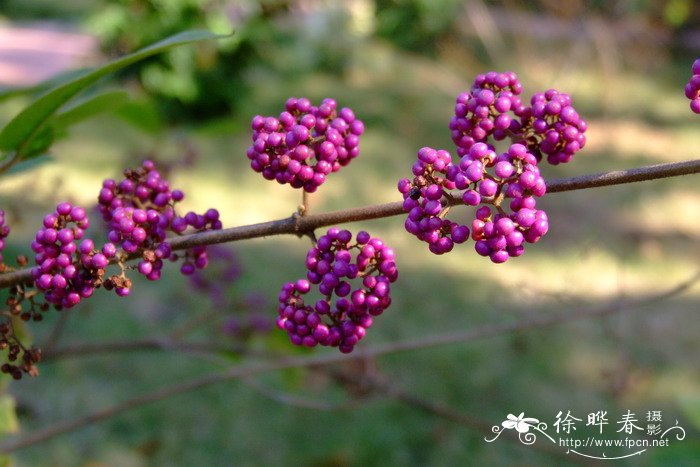 花草图片风景图片大全