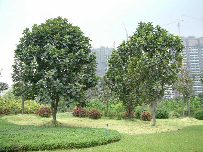 香樟树长什么样