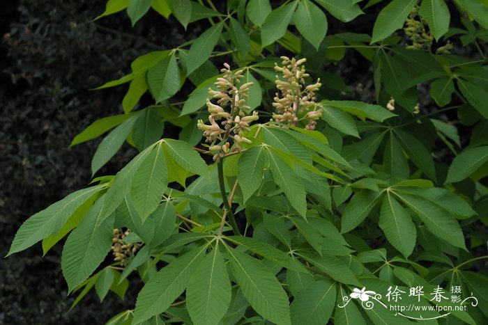 罂粟花种植