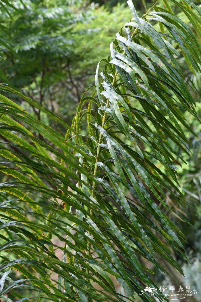 绿植养护知识和方法