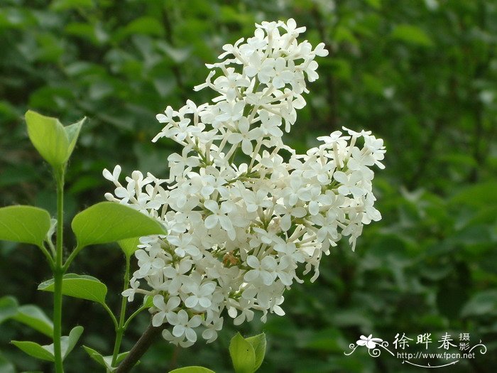 水仙花的外形