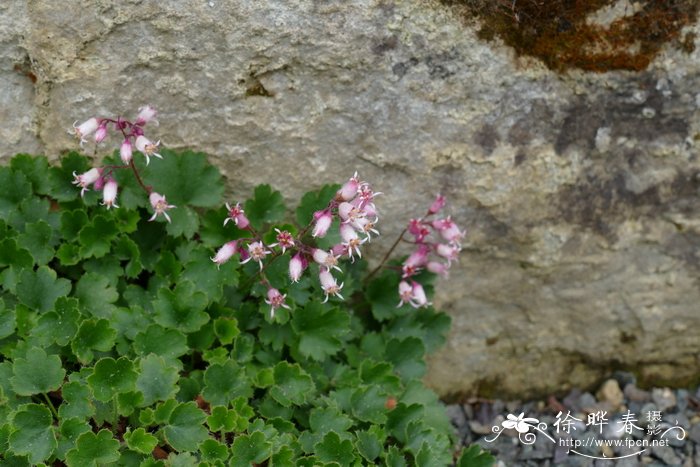 石榴花是什么颜色