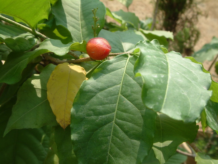 瓢虫是益虫还是害虫