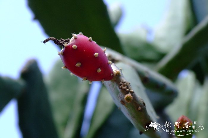 板蓝根种植