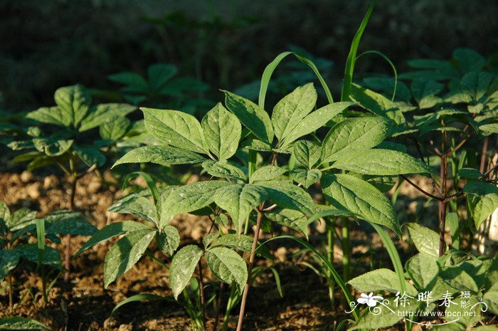 洋甘菊花的花语是什么