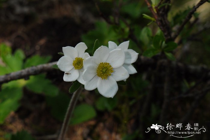 春季花卉