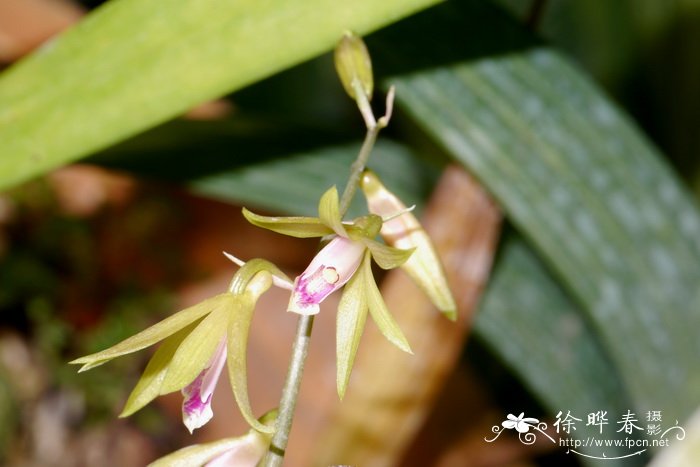 菊花简介