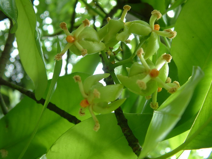 粉花风铃木