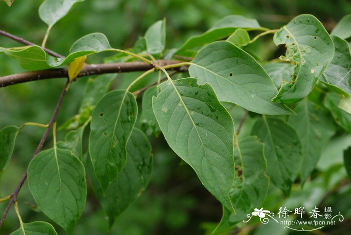 36朵玫瑰